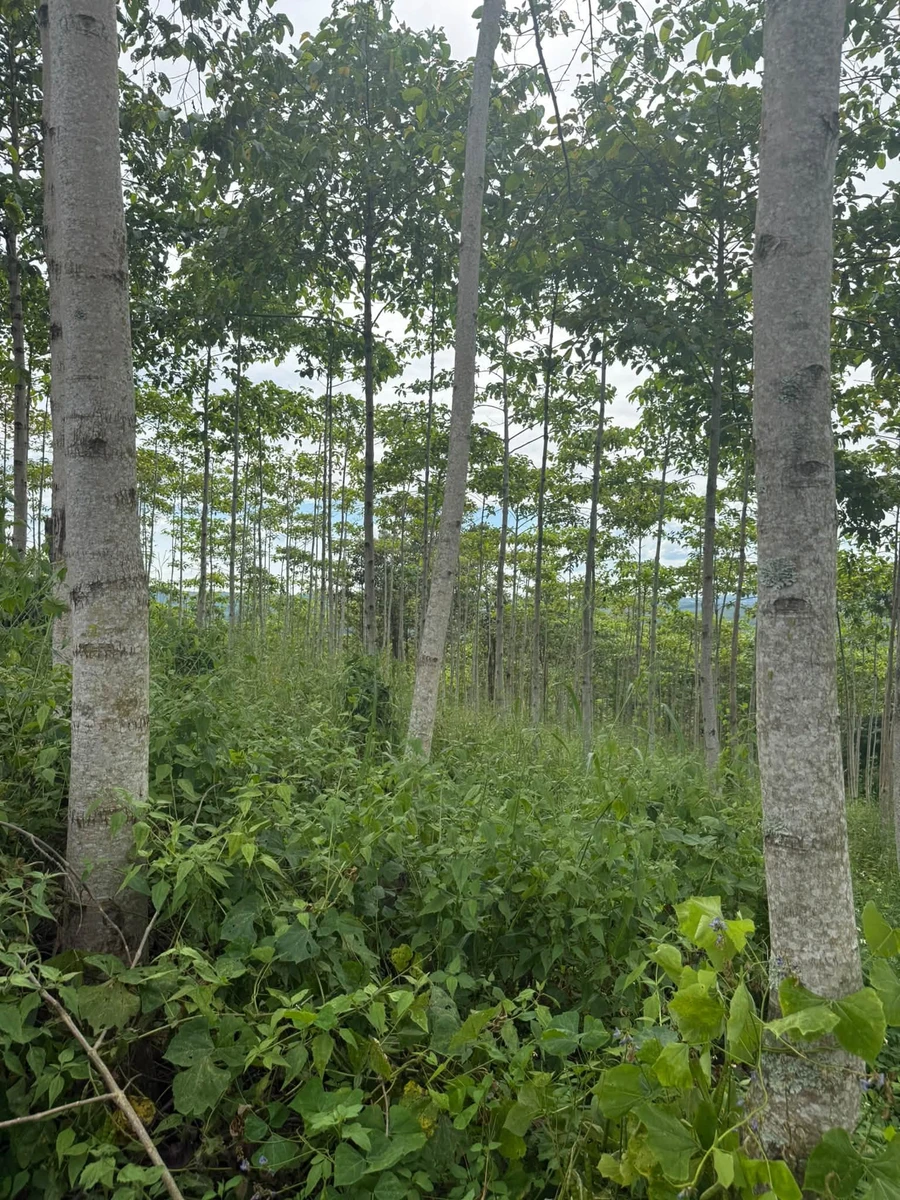 Bán đất 2 hectare có cây kinh doanh tại Eahleo - Ảnh thu nhỏ 3