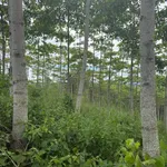 Bán đất 2 hectare có cây kinh doanh tại Eahleo - Ảnh thu nhỏ 3