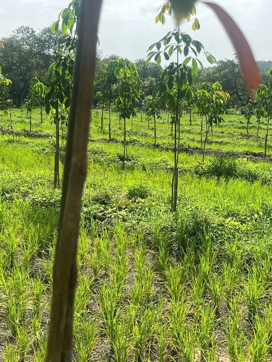 Bán đất 9000m², mặt tiền 80m ở Lộc Ninh, Bình Phước - Ảnh thu nhỏ 2