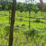 Bán đất 9000m², mặt tiền 80m ở Lộc Ninh, Bình Phước - Ảnh thu nhỏ 2