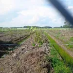 Bán đất vườn sầu riêng 2.248m2 mặt tiền kênh T5 giá 3,1 tỷ tại Phú An - Ảnh thu nhỏ 2