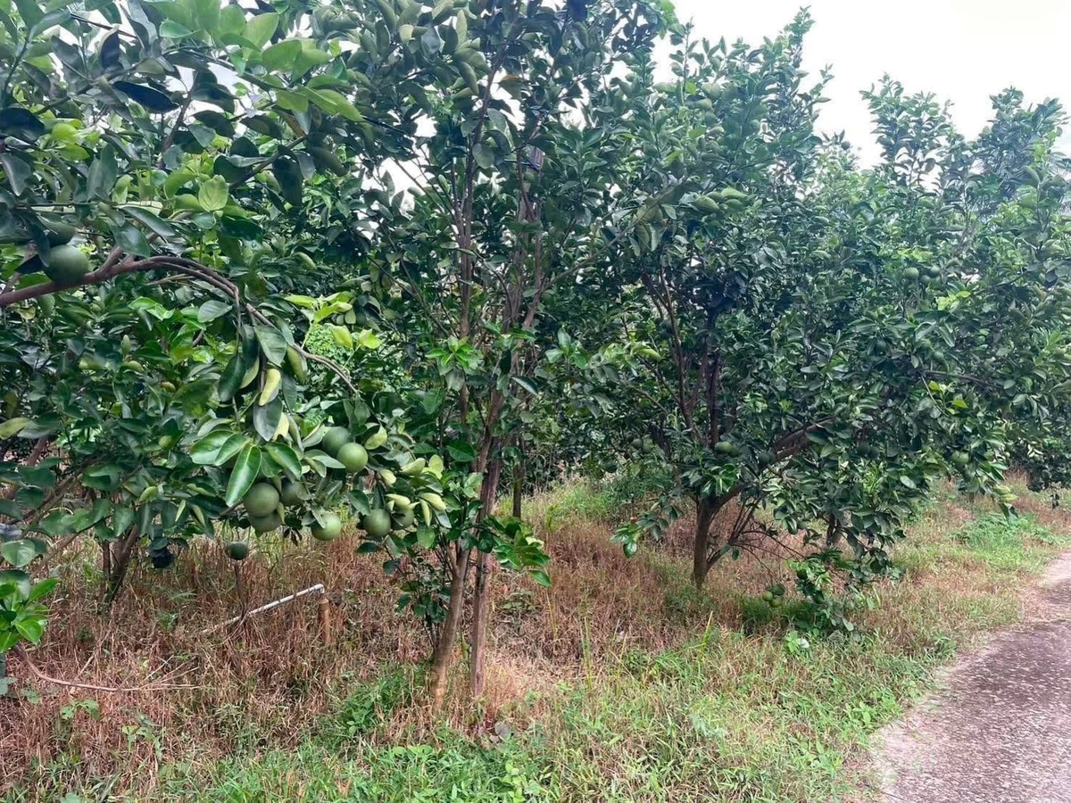 Bán vườn bưởi sầu riêng 5.339m² Nhuận Phú Tân Vĩnh Long - Ảnh thu nhỏ 4
