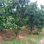 Bán vườn bưởi sầu riêng 5.339m² Nhuận Phú Tân Vĩnh Long - Ảnh thu nhỏ 4