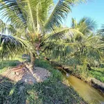 Bán vườn dừa 6100m² Phong Nẫm, Nhà Bè - Ảnh thu nhỏ 4