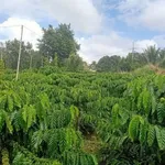 Bán lô đất 100m² tại Thuận An, Đắk Nông - 715 triệu - Ảnh thu nhỏ 1