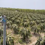 Bán đất nông nghiệp 28.000 m² tại Bình Thuận - Ảnh thu nhỏ 1