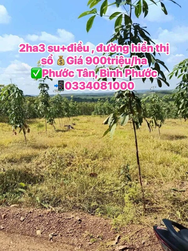 Bán đất Phước Tân, Bình Phước 2 ha giá 900tr/ha