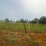 Bán 9 hecta đất nông nghiệp Quảng Ngãi - Ảnh thu nhỏ 2