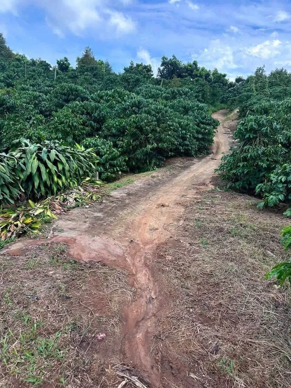 Bán vườn cà phê 12,6 sào Lộc An Bảo Lâm