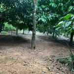 Nhà vườn siêu đẹp, nở hậu, mặt tiền đường Quốc Lộ 20 nối SG - Đà Lạt (Đạ Huoai - Lâm Đồng) - Ảnh thu nhỏ 4