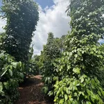 Bán đất 1,3ha view sông Sêrêpốk tại Hòa Phú, Đắk Lắk - Ảnh thu nhỏ 4