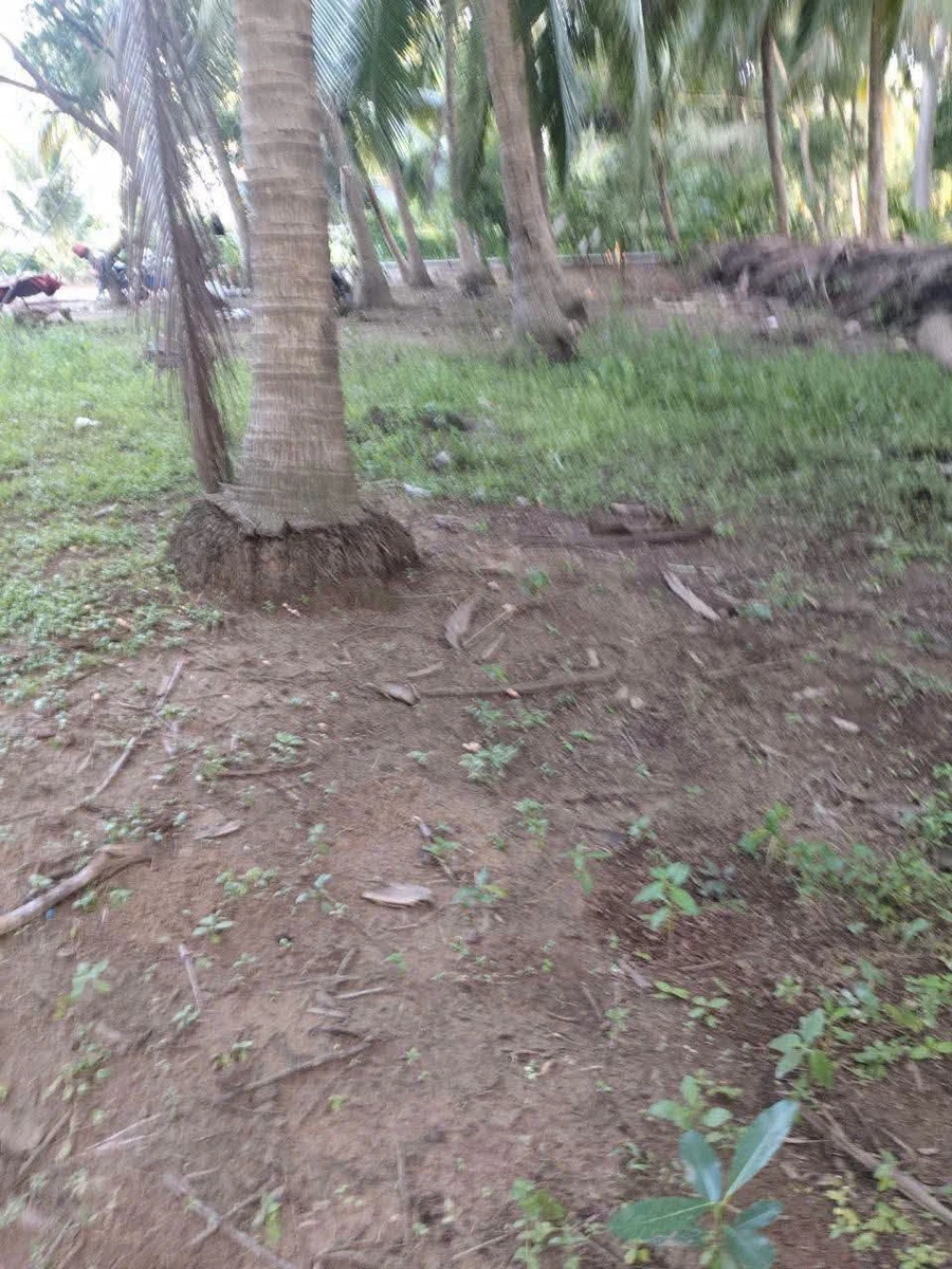 Bán đất 750m² Tân Thành Bình, Mỏ Cày Bắc, Bến Tre - Ảnh thu nhỏ 4