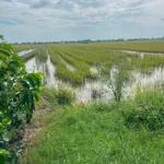 Bán đất lúa 10000m2 Rạch Chát 1 An Giang 625 triệu - Ảnh thu nhỏ 3