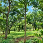 Bán đất 1000m2 sổ riêng mặt tiền Tân Hưng - Ảnh thu nhỏ 3