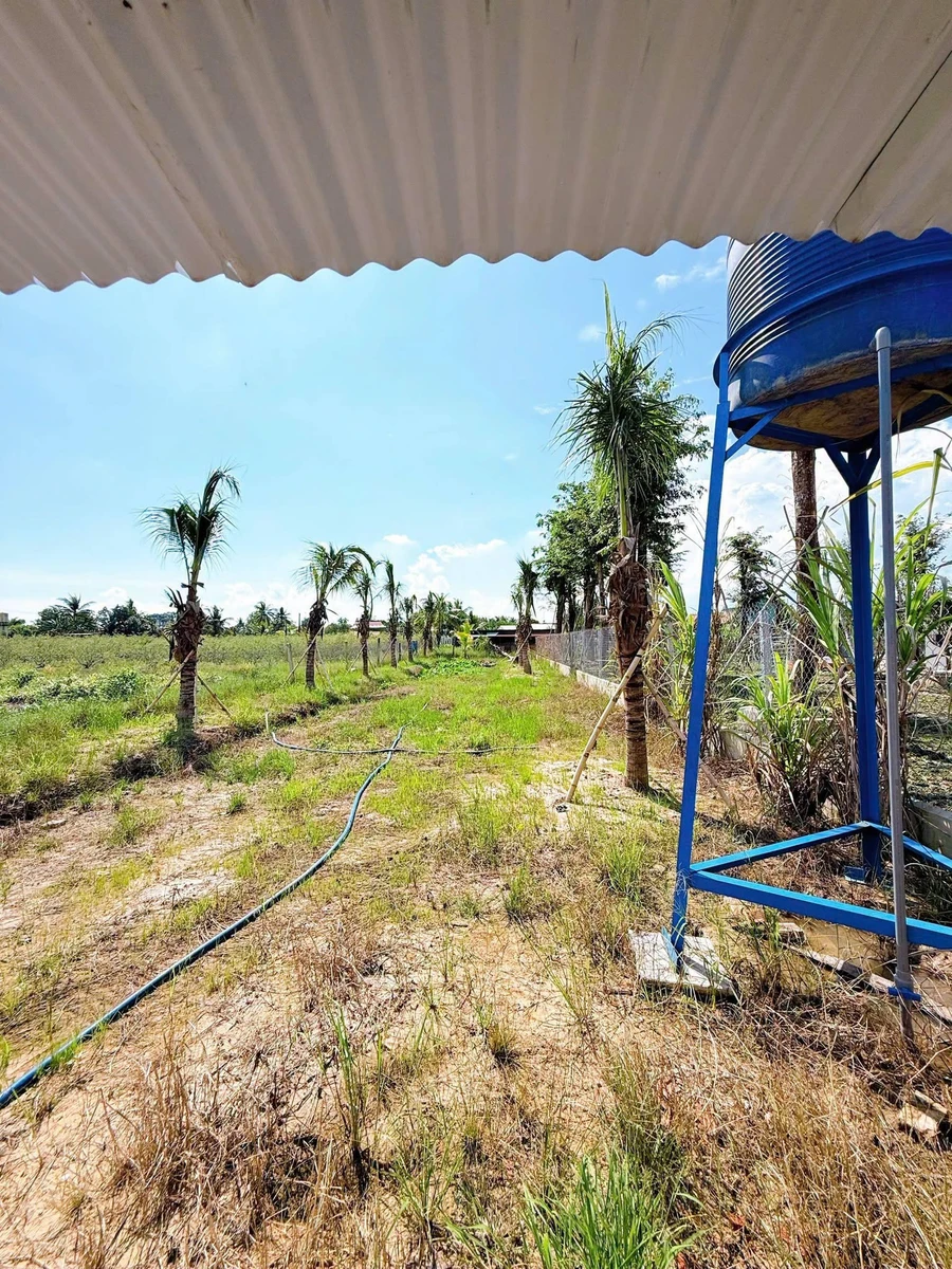 Bán nhà vườn đường nhựa 4m, 743m2, giá 850 triệu tại Phường Tân Ninh, Tây Ninh - Ảnh thu nhỏ 2