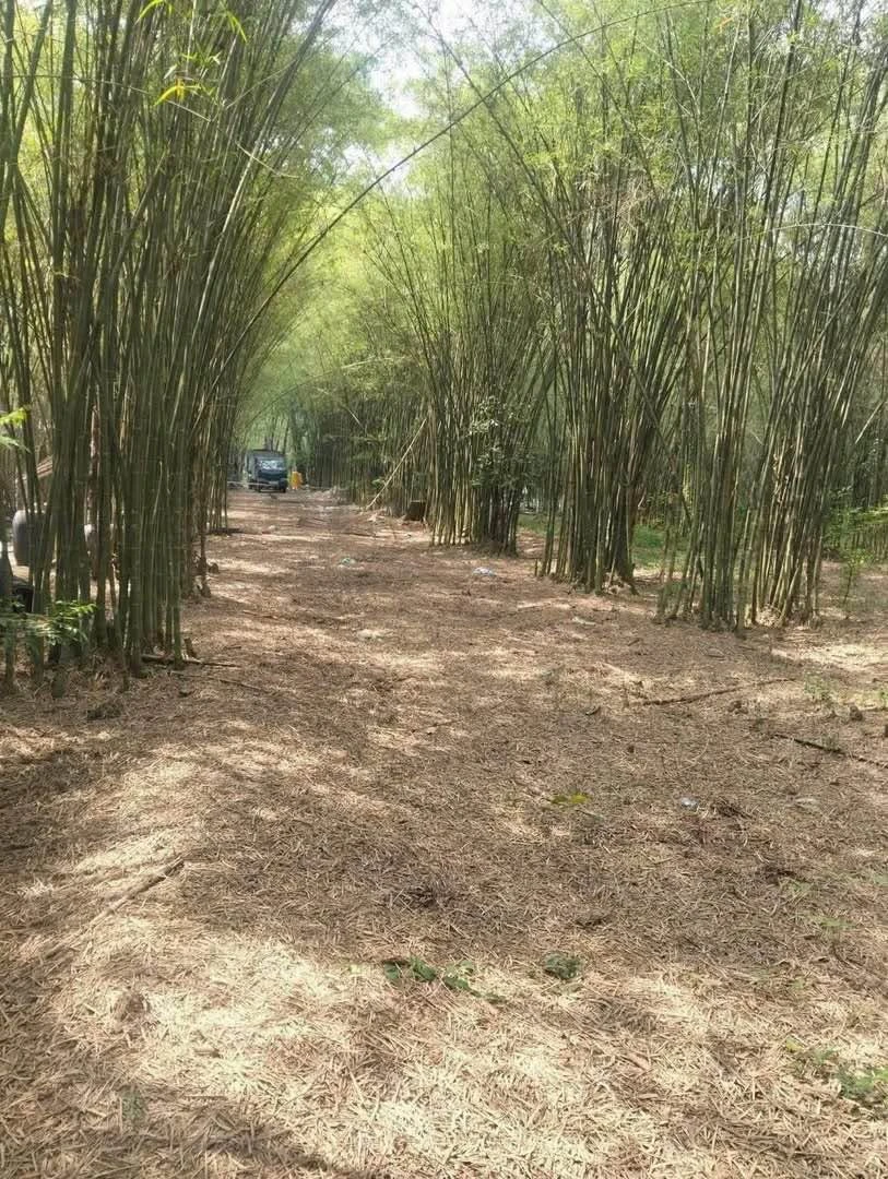 Bán đất vườn Định Hoà Chánh Hiệp trên 1000m2, giá 5,9 tỷ - Ảnh thu nhỏ 4