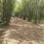 Bán đất vườn Định Hoà Chánh Hiệp trên 1000m2, giá 5,9 tỷ - Ảnh thu nhỏ 4