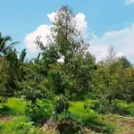 Bán đất vườn sầu riêng Thái 1500m2 tại Tiên Long, Tân Phú giá 820 triệu - Ảnh thu nhỏ 5