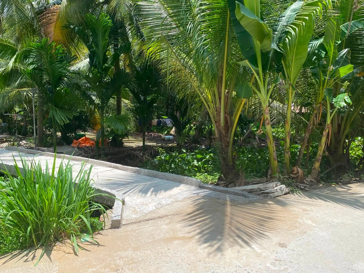 Bán đất vườn dừa 8 công mặt tiền Vĩnh Long - Ảnh thu nhỏ 2