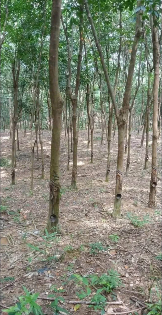Đất cao su ~1 hecta Phú Riềng 1 tỷ - Ảnh thu nhỏ 3