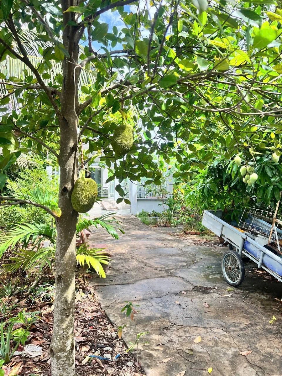 Bán nhà vườn mặt tiền Quản Lộ Phụng Hiệp, Cà Mau 837m² - Ảnh thu nhỏ 3