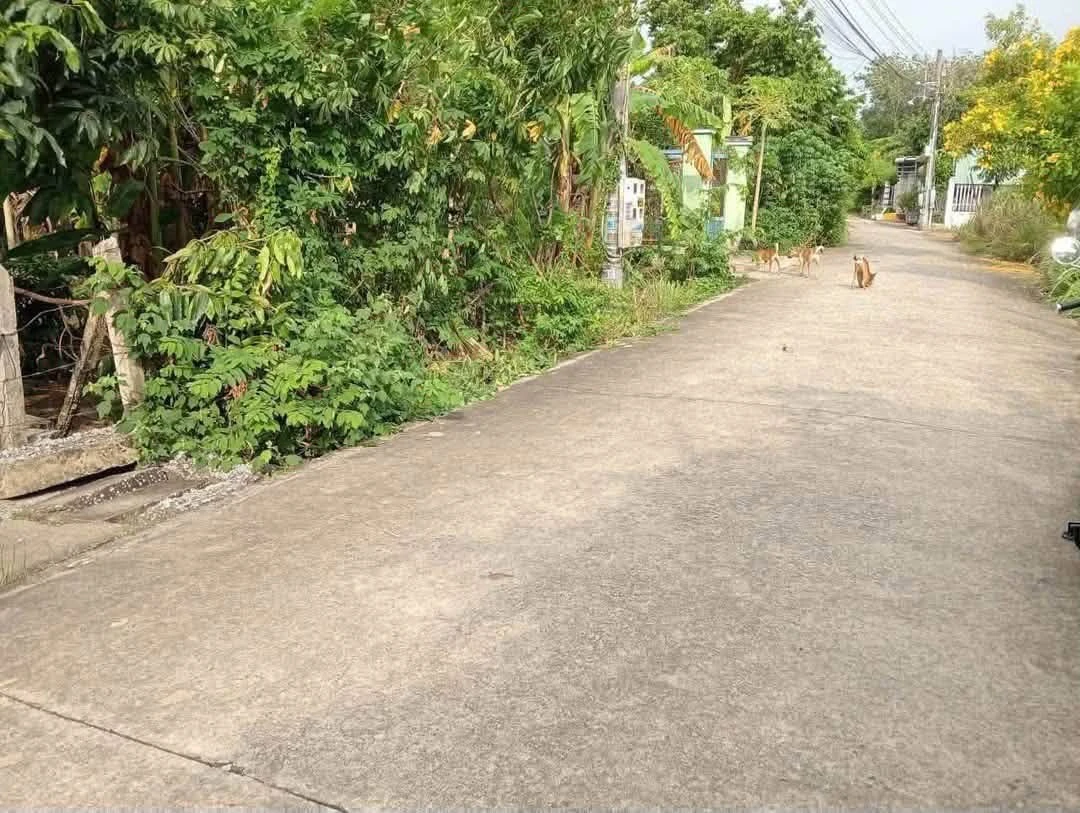Bán lô đất thổ cư 100m2 đường nhánh Bà 39, Phường Phú An, giá 1,45 tỷ - Ảnh thu nhỏ 4