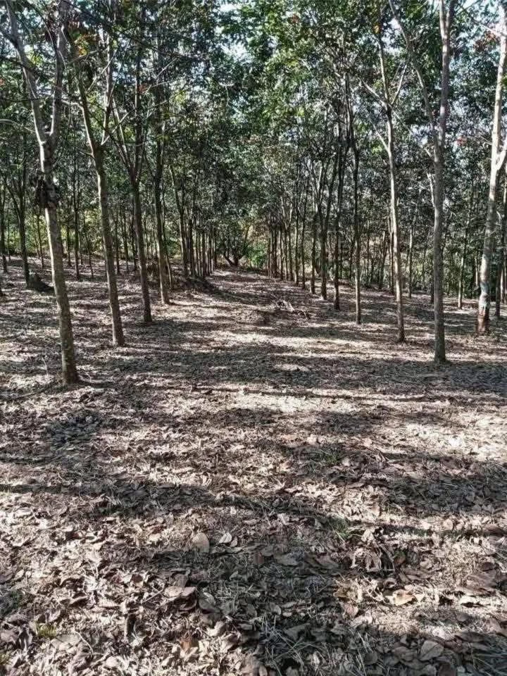 Bán 1.6 ha đất cao su Phú Trung, Đồng Nai, 2 tỷ - Ảnh 1