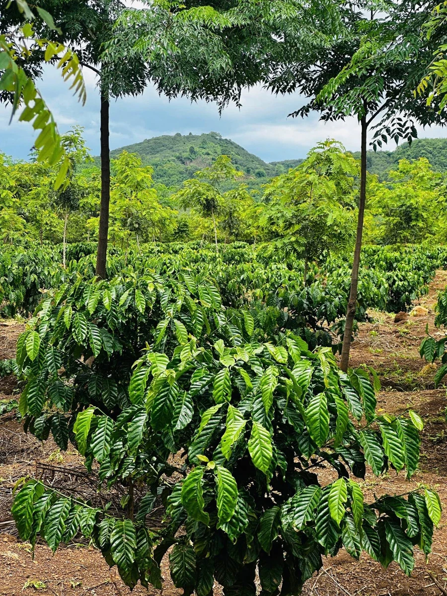 Bán vườn cà phê 1,7ha gần Cụm công nghiệp Hòa Phú, Buôn Ma Thuột - Ảnh thu nhỏ 3