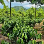 Bán vườn cà phê 1,7ha gần Cụm công nghiệp Hòa Phú, Buôn Ma Thuột - Ảnh thu nhỏ 3
