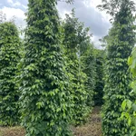Bán đất 60m mặt đường mặt tiền Phường Nghĩa Lợi - Ảnh thu nhỏ 1