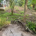 Bán đất vườn dừa 1100m2 Phú Tân Nhà Bè - Ảnh thu nhỏ 2