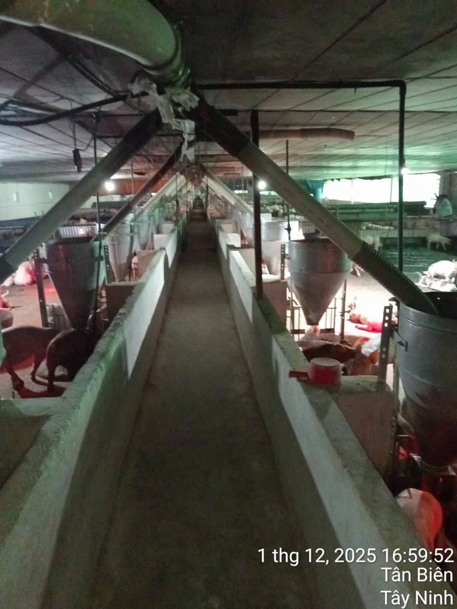 Bán trại heo 13.584 m² tại Tây Ninh, 11 tỷ - Ảnh thu nhỏ 2