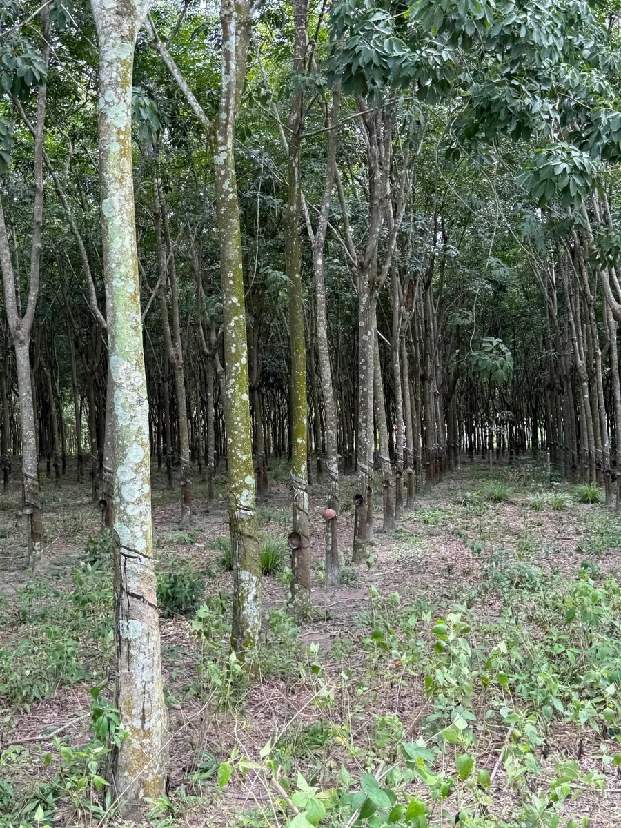 Bán đất ruộng cao su Đồng Nơ 1 hecta giá 3 tỷ - Ảnh thu nhỏ 2