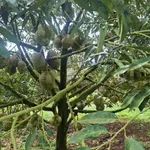 Bán rẫy sầu riêng 7,3 ha xã Quãng Sơn Đắk Nông, 15 tỷ - Ảnh thu nhỏ 4