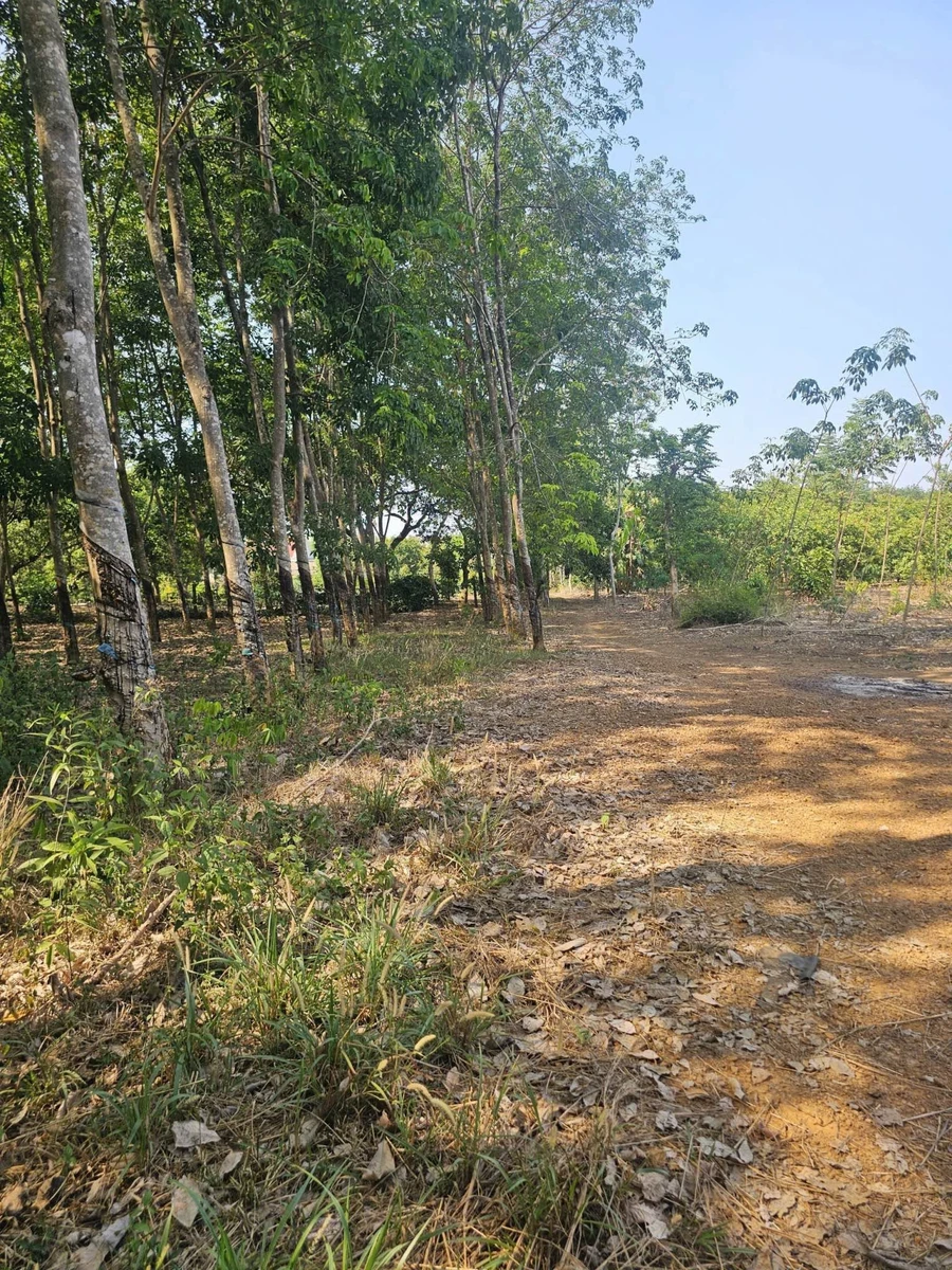 Bán đất 4800 m² Phường Đồng Phú, Đồng Nai - Ảnh thu nhỏ 3