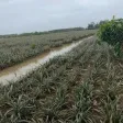 Chính chủ bán 19000m2, khu du lịch sinh thái Khóm cầu đúc, sẵn nhà, thổ cư, sổ hồng riêng - Ảnh thu nhỏ 15