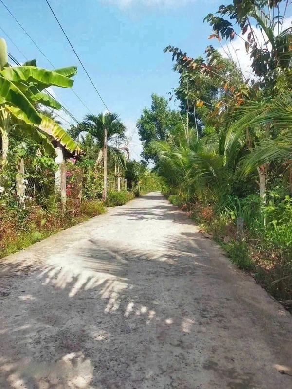 Bán đất vườn dừa 5.550m2 tại Xã Thuận Điền, Giồng Trôm, Bến Tre