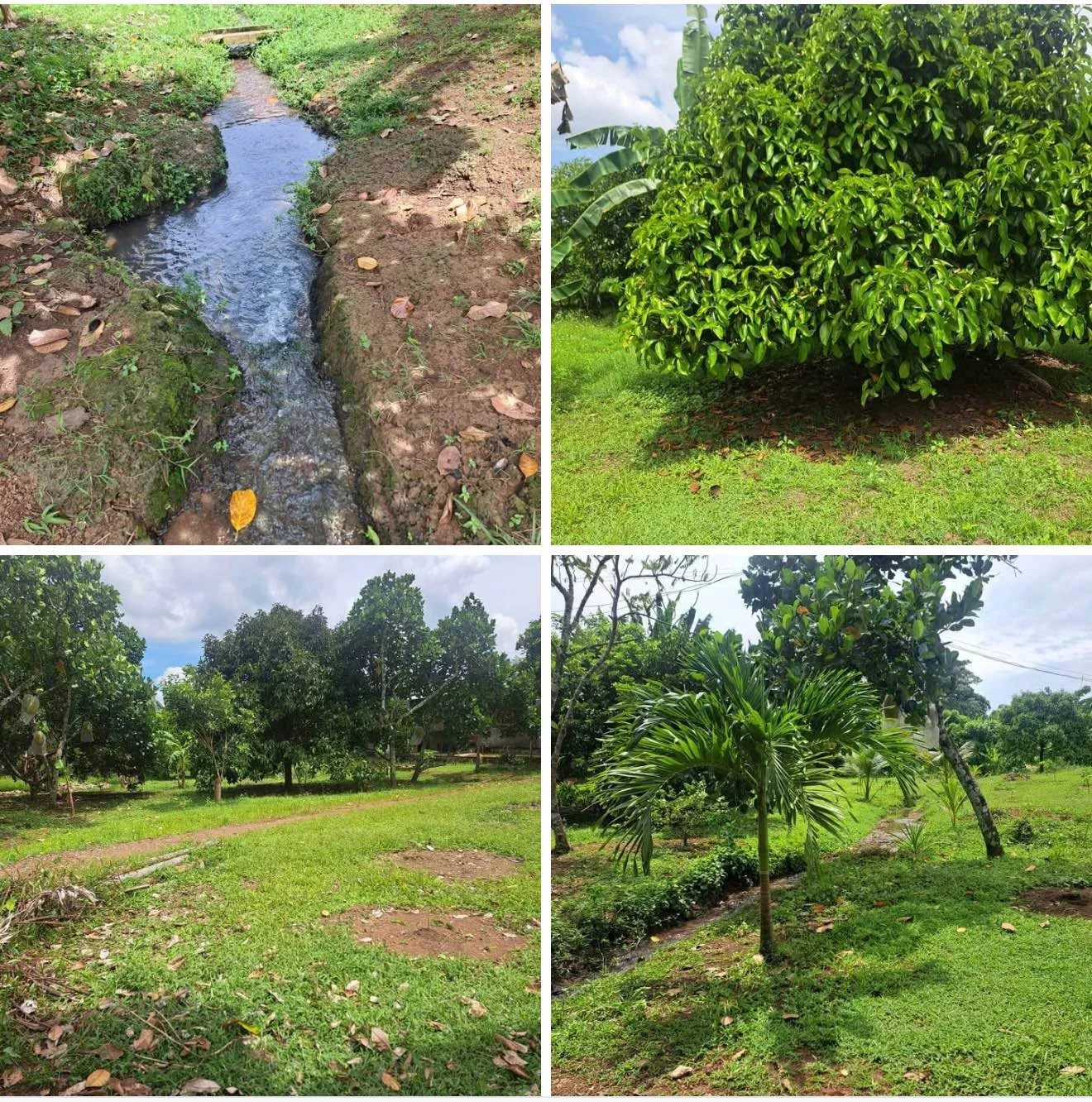 Bán đất 500m2 vườn trái cây chợ Bình Lộc, sổ riêng - Ảnh 1