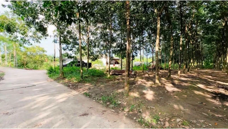 Bán vườn cao su 4973,7m2 Xã Tân Tiến Bình Phước