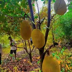 Bán 1 sào đất trái cây Phú Vinh Đồng Nai 549 triệu - Ảnh thu nhỏ 5