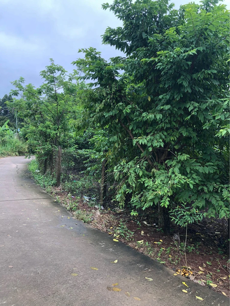 Bán đất vườn chôm chôm 1 sào gần sân bay Long Thành 1 tỷ 390 - Ảnh thu nhỏ 2