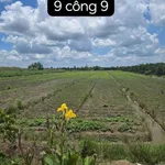 Bán đất mặt tiền tỉnh lộ 908, 9.900m2 (gần 10 công), xã Mỹ Thuận, Vĩnh Long - Ảnh thu nhỏ 1
