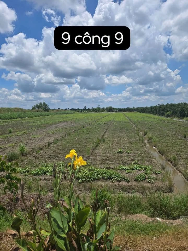 Bán đất mặt tiền tỉnh lộ 908, 9.900m2 (gần 10 công), xã Mỹ Thuận, Vĩnh Long - Ảnh 1