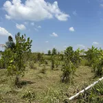 Tôi cần bán mô hình nông trại Vườn-Ao-Chuồng Tân Phước Tiền Giang, diện tích 57000m2 giá 25tỷ - Ảnh thu nhỏ 11