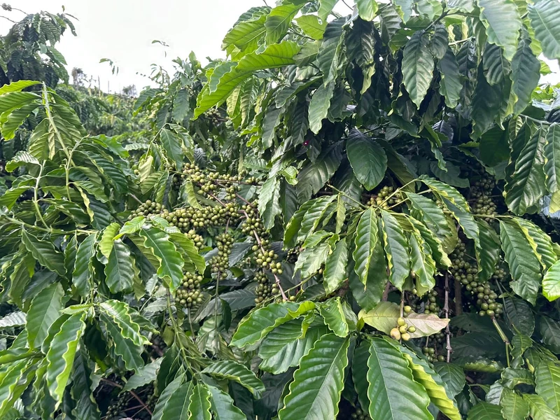 Bán đất cà phê 7,5 sào 950 triệu Tân Thành Lâm Đồng
