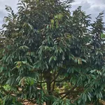 Bán 1,5ha đất vườn cacao Bù Đăng, Bình Phước - Ảnh thu nhỏ 3