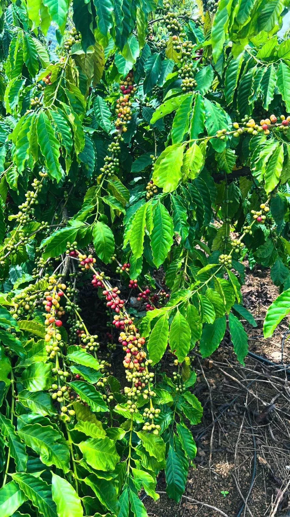 Bán vườn cà phê 4,2 sào ở Buôn Kom Leo, Đắk Lắk - Ảnh 1