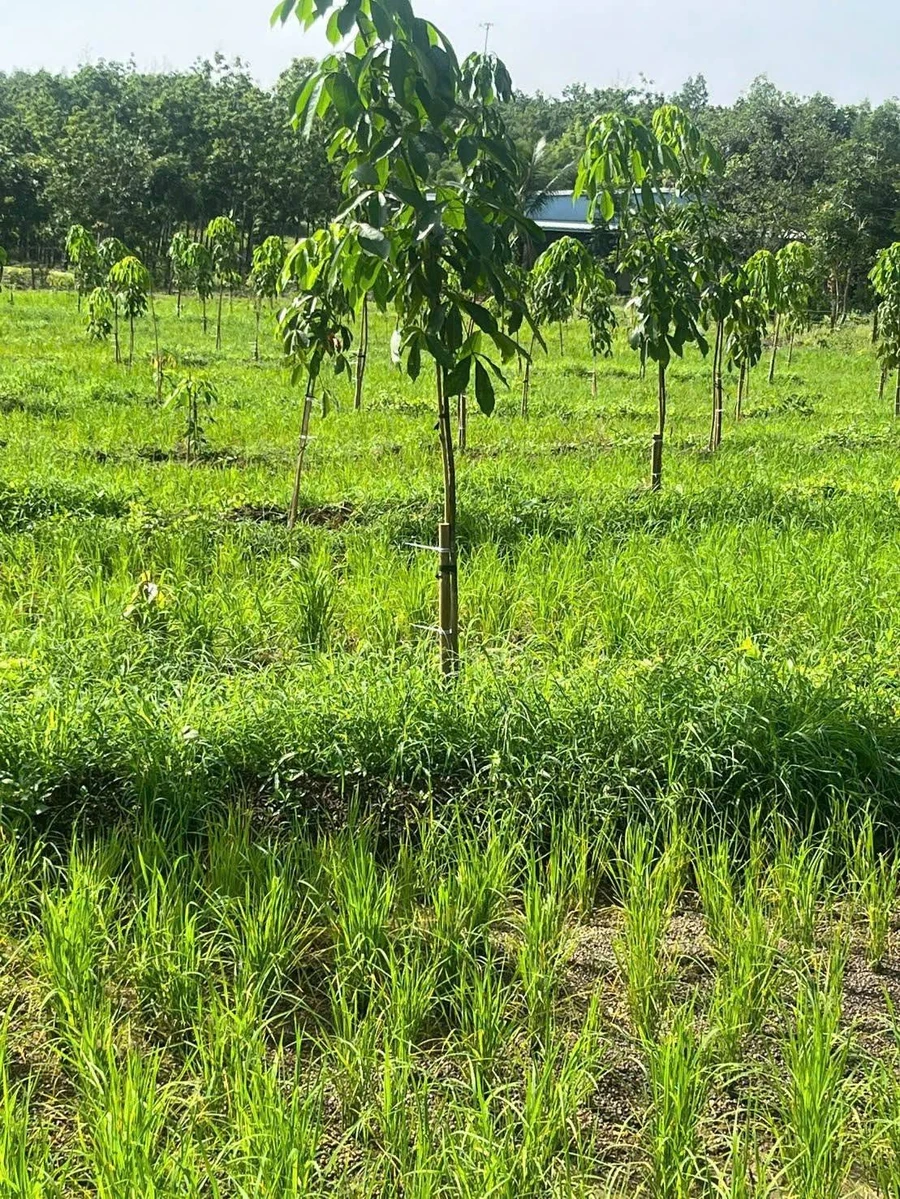 Bán đất 9000m², mặt tiền 80m ở Lộc Ninh, Bình Phước - Ảnh thu nhỏ 3