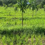 Bán đất 9000m², mặt tiền 80m ở Lộc Ninh, Bình Phước - Ảnh thu nhỏ 3