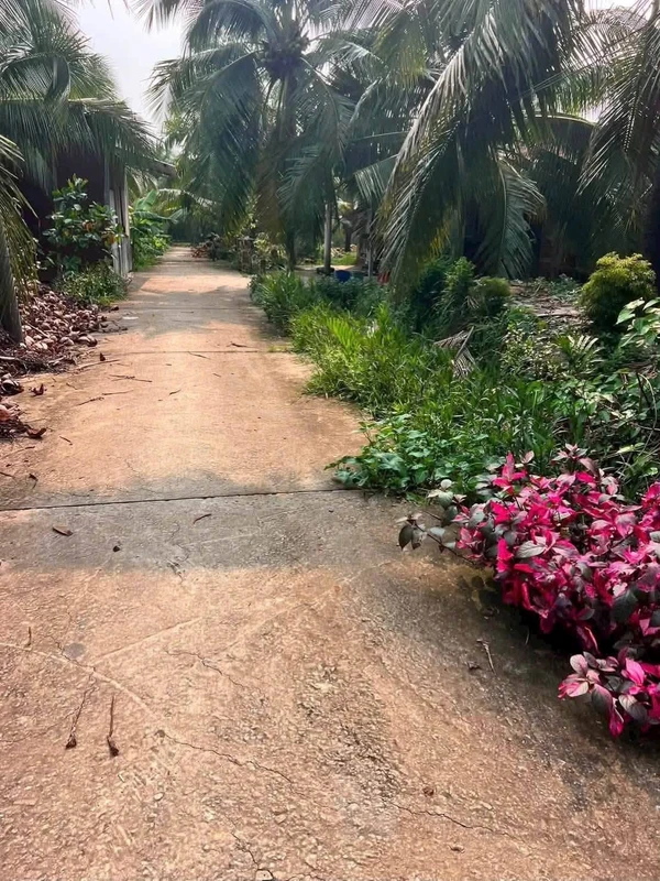 Bán 1.300m2 đất vườn dừa giá 1,1 tỷ tại xã Châu Hưng, Vĩnh Long